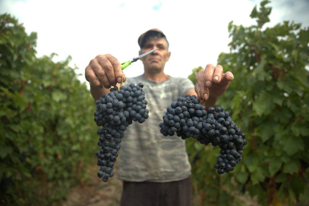 struguri de feteasca neagră