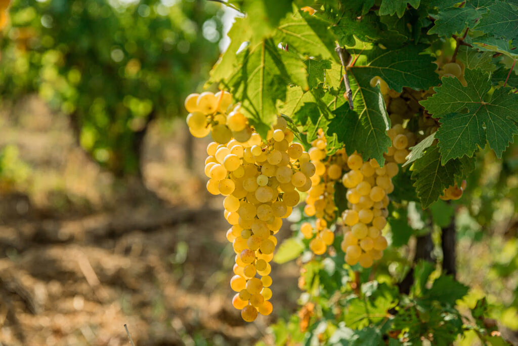 Sarba
