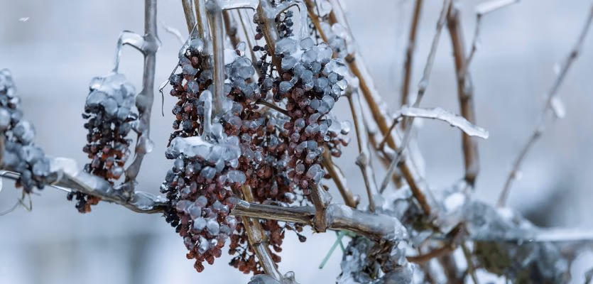 ice wine