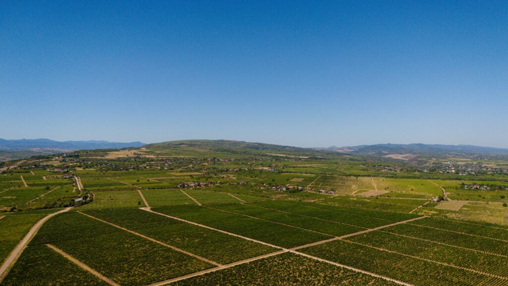 podgoria Cotești unde Crama Girboiu cultiva Galbena de Odobești