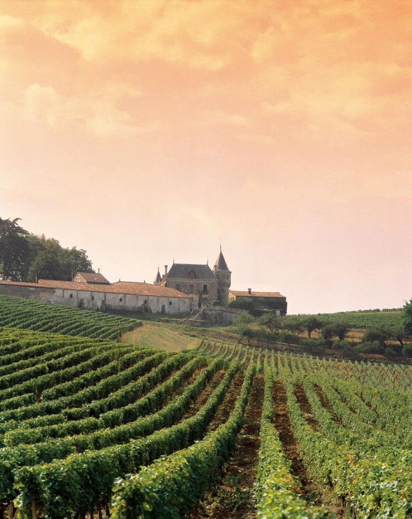 Burgundia chardonnay