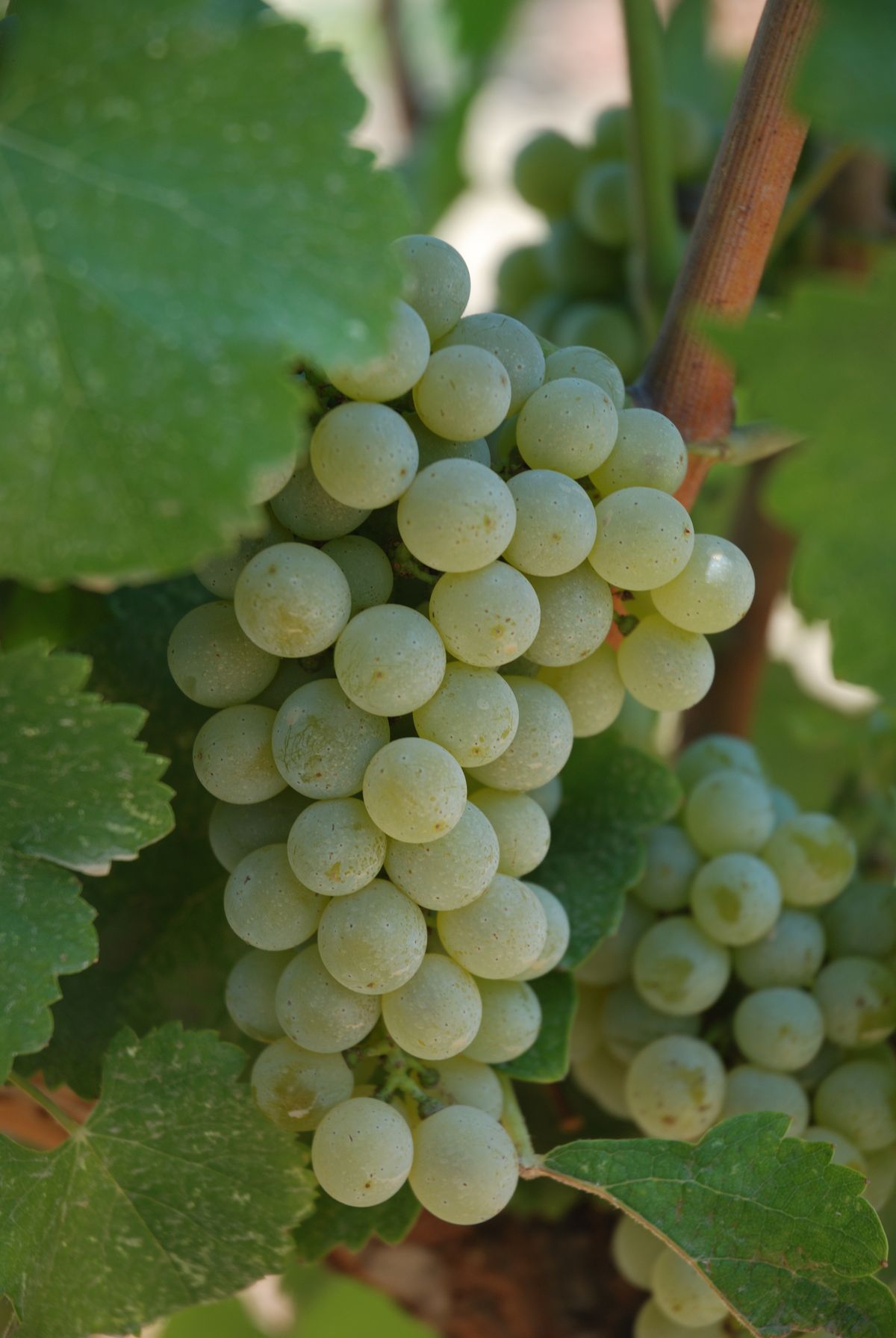 sauvignon blanc