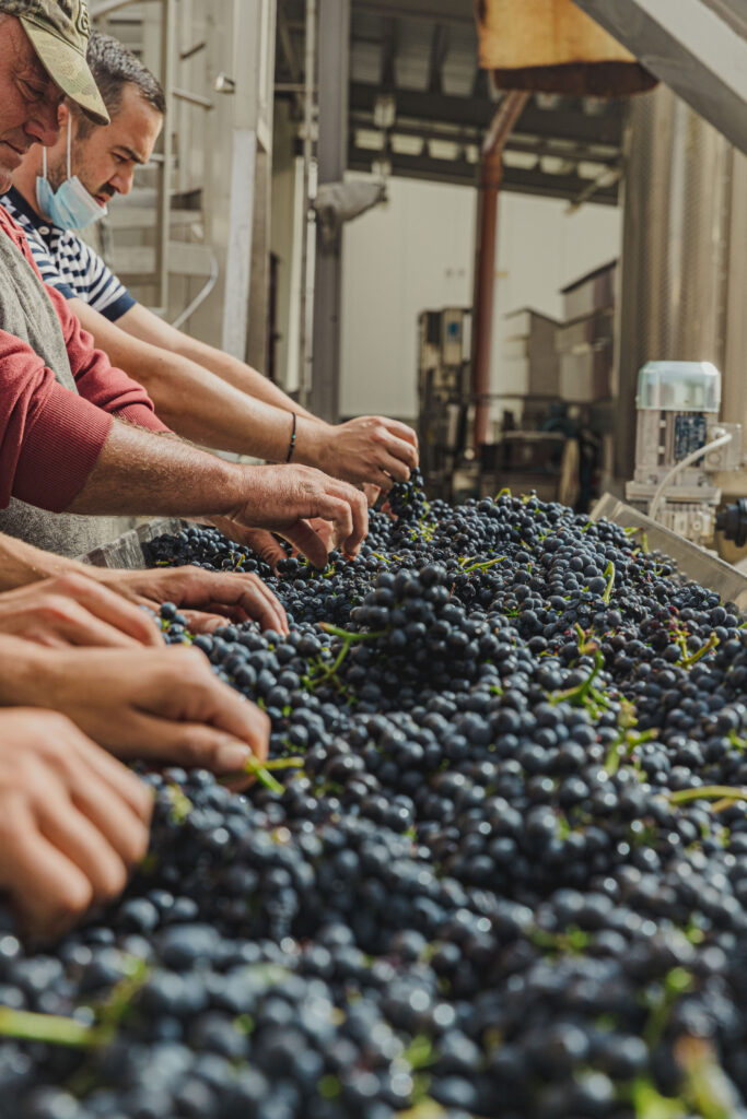 selecție manuala struguri vin roșu