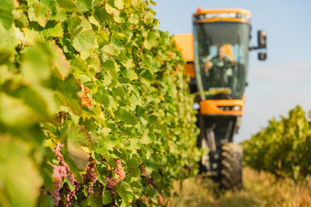 culesul automat al strugurilor
