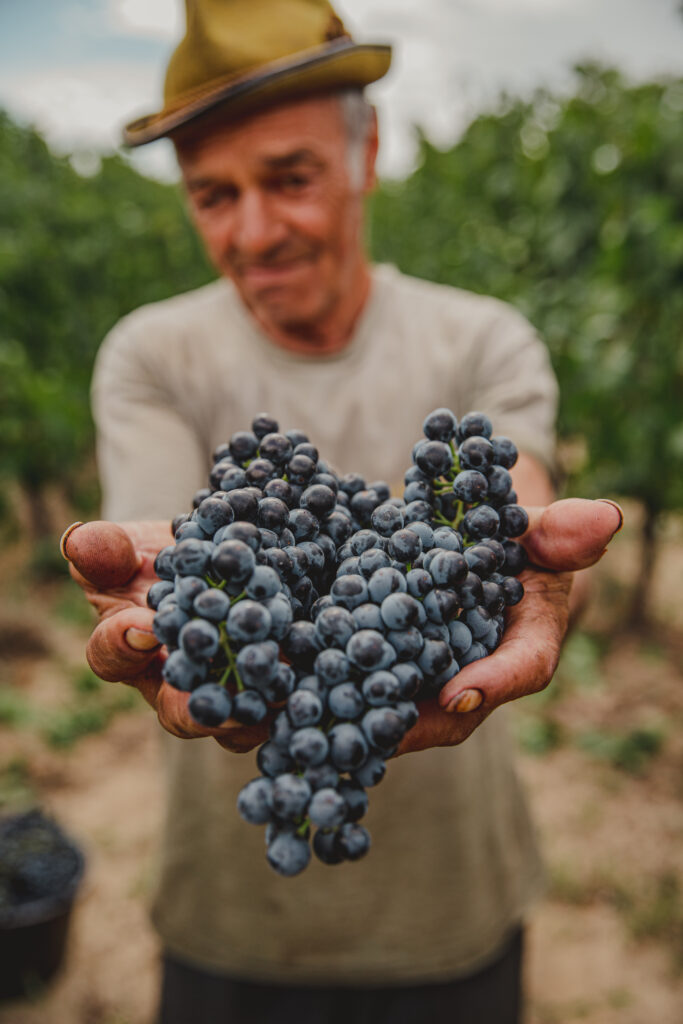 culesul manual al strugurilor