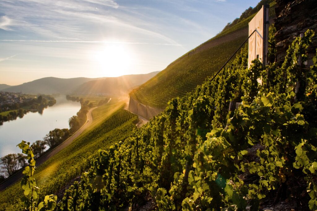 DOC MOSEL