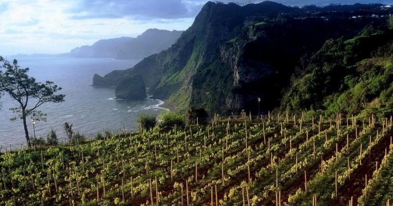 plantation de vie in Madeira