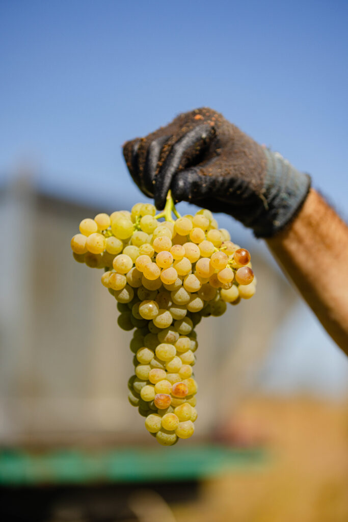 soiul sarba la cules