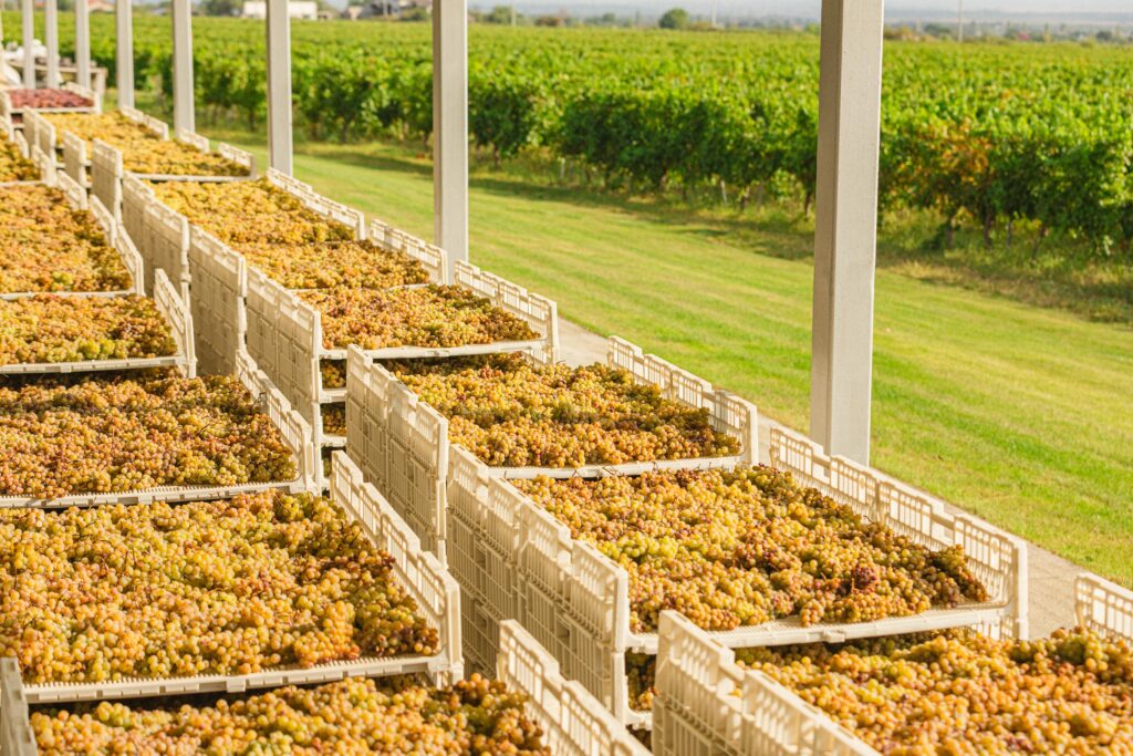 soiul Sarba metoda Appassimento