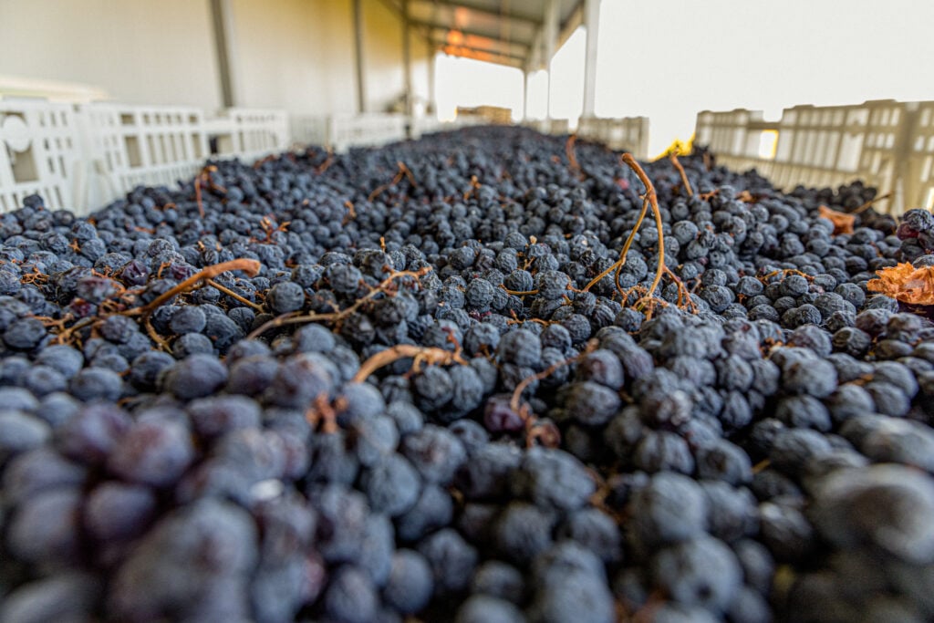 struguri uscați pentru metoda Appassimento înainte de vinificație