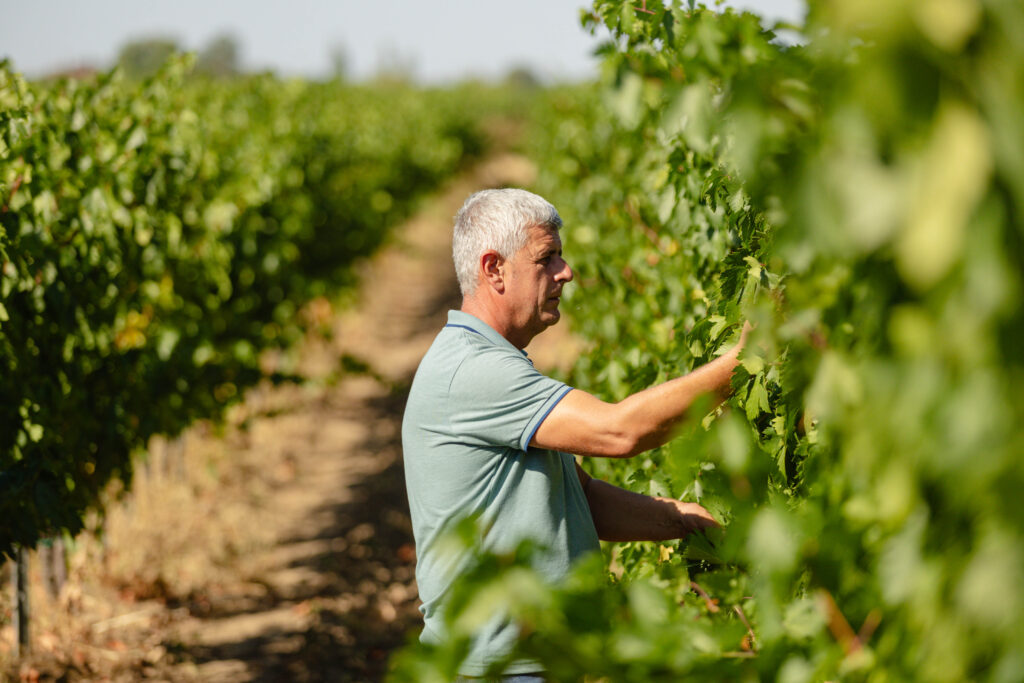 vin galbena de Odobești crama girboiu