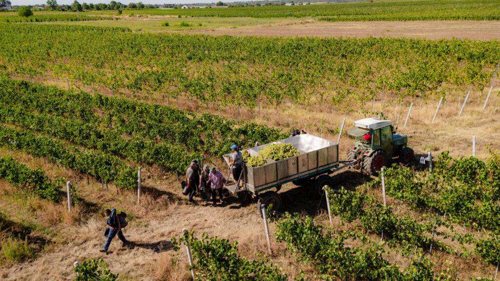 cules Galbena de Odobești