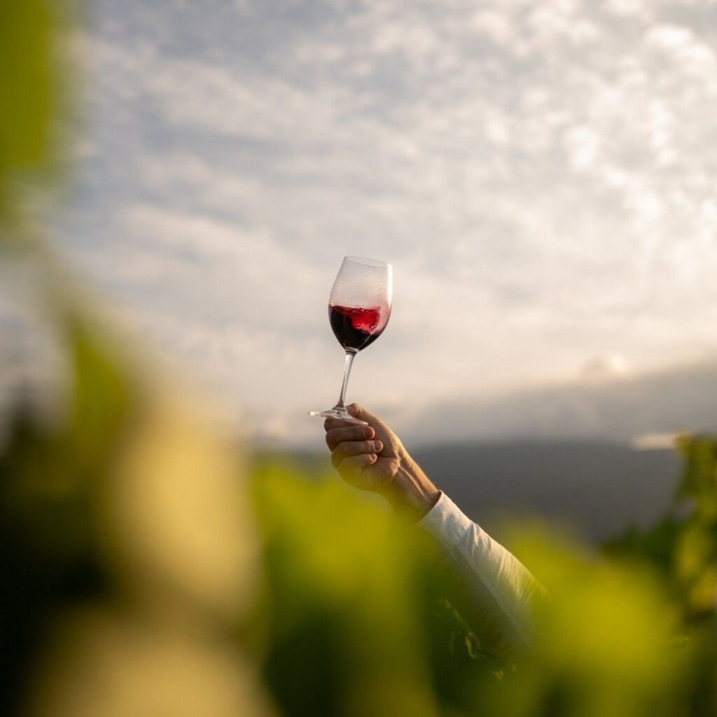 Cabernet Sauvignon – ghid complet despre regele vinurilor roșii cabernet sauvignon