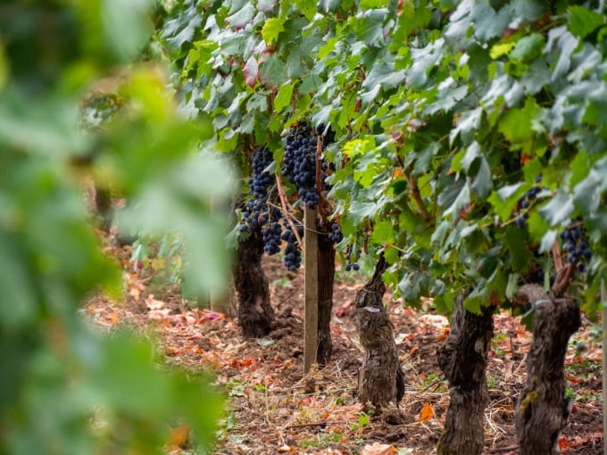 Cabernet Sauvignon in Bordeaux