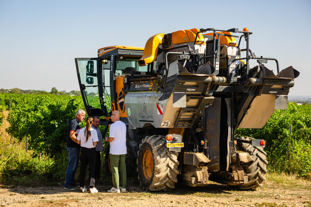 Când se culeg strugurii pentru vin? Cum se stabilește momentul optim recoltarea automată cu mașina Pellenc la Crama Girboiu