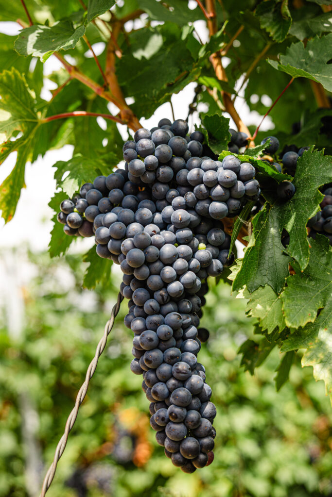 Va fi 2026 un an bun pentru vin? Ce ne spune recolta de până acum struguri înainte de recoltare în podgorie la Crama Girboiu
