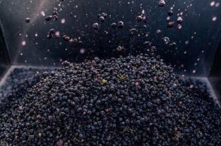 VIN SYRAH