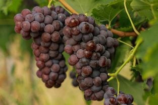 Busuioaca de Bohotin – soi românesc de struguri.
