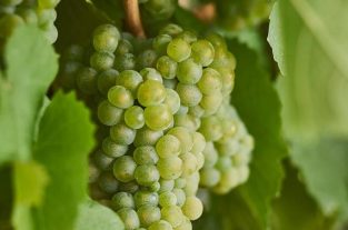sauvignon blanc